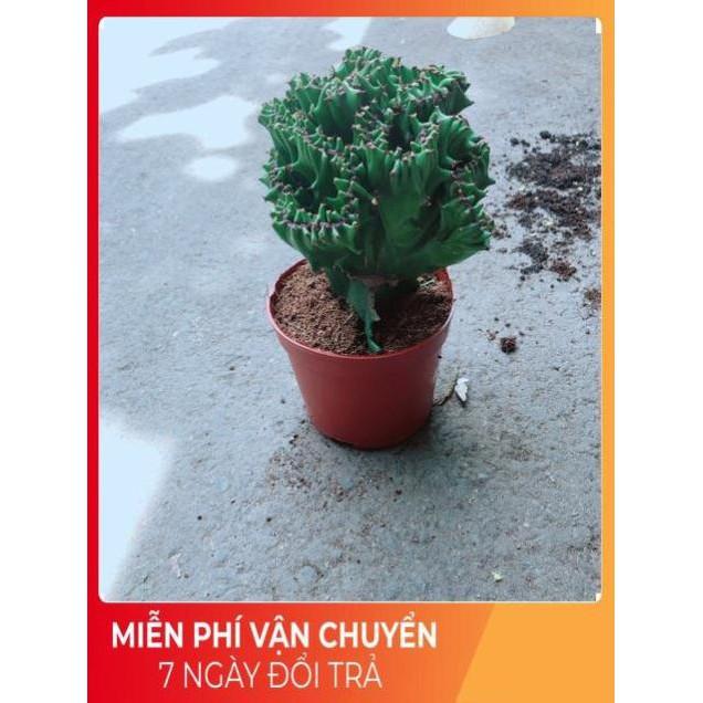 Xương Rồng Vạn Lý