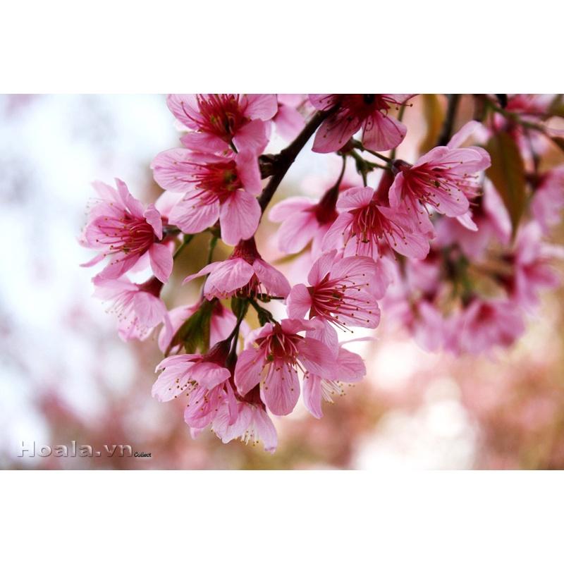 CÂY GIỐNG HOA MAI ANH ĐÀO