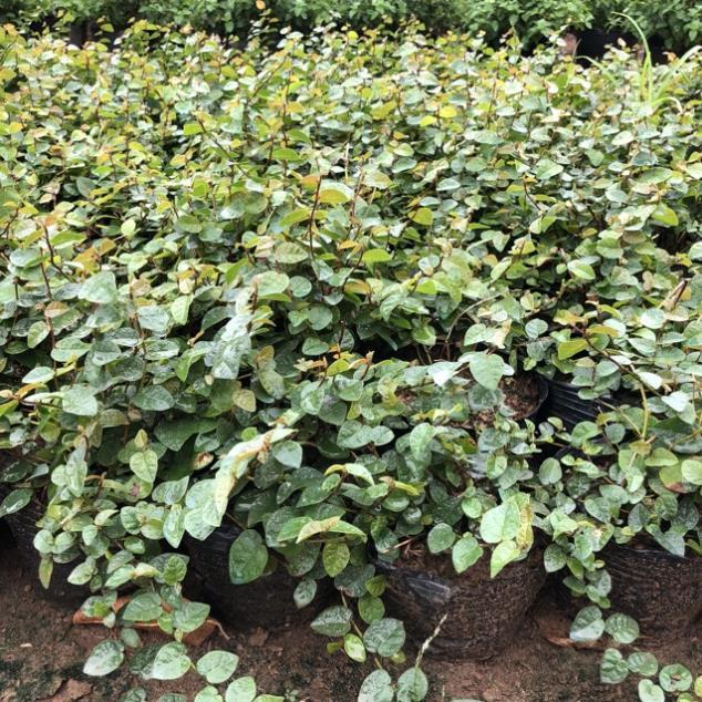 CÂY VẢY ỐC TRỒNG BỊCH ĐEN NHIỀU NGỌN SUM SUÊ DÀI 15-20CM CÂY SỐNG KHỎE THÍCH HỢP LÀM CÂY LEO BÁM