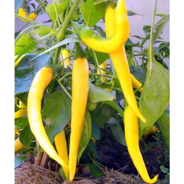 Hạt giống ớt sừng vàng châu phi CT309 - Gói 0.1gram