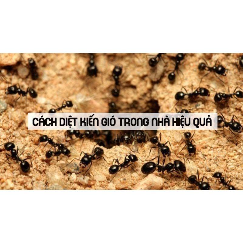 Chế phẩm diệt Kiến Gián Ankill 10g