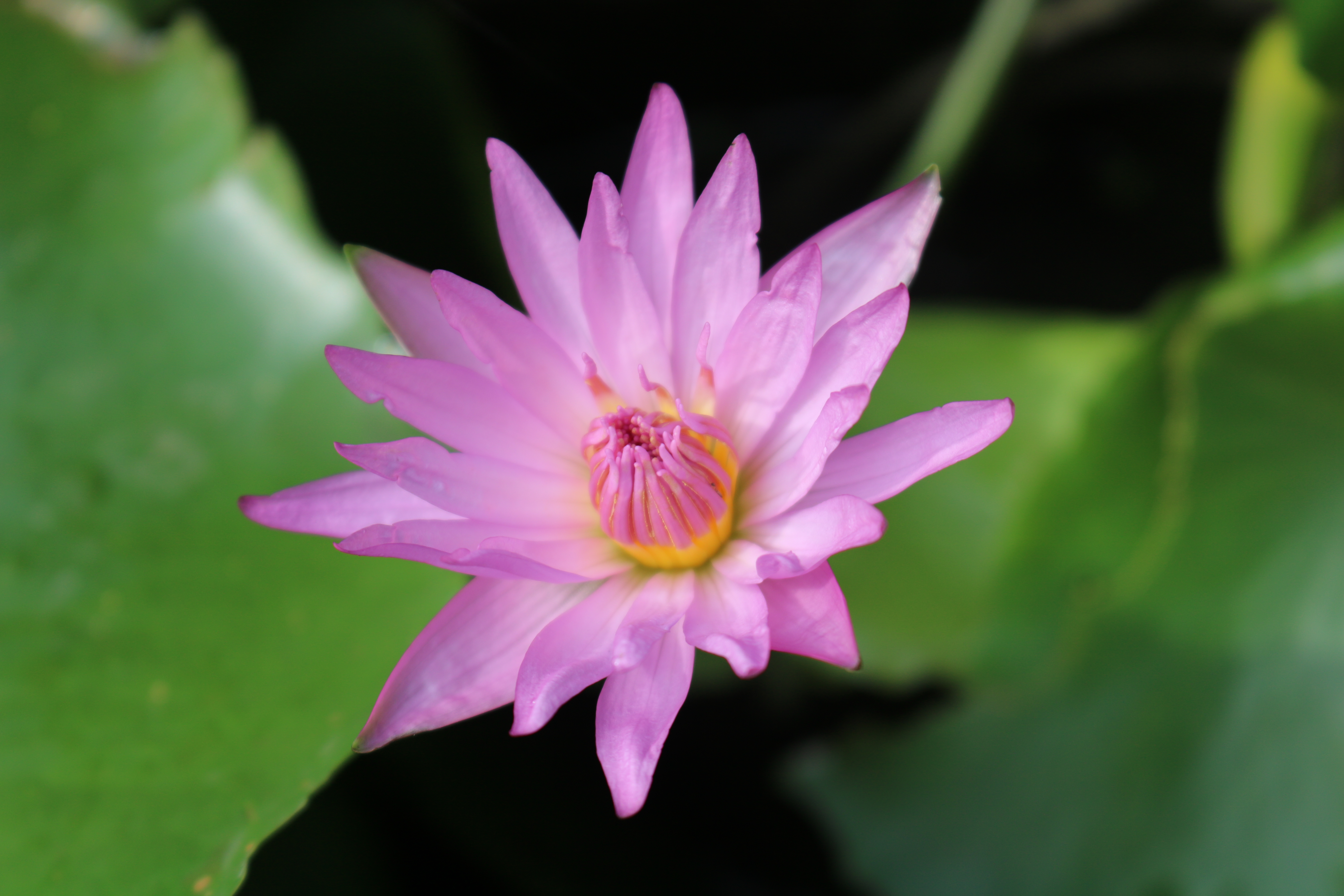 Chậu cây water lily hoa màu tím hồng
