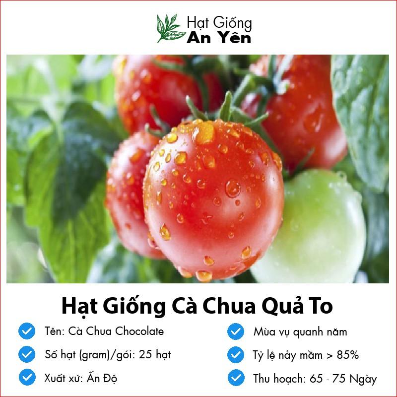Hạt giống Cà Chua To Ấn Độ thu hoạch sớm, dễ trồng, nảy mầm cao, sinh trưởng khoẻ