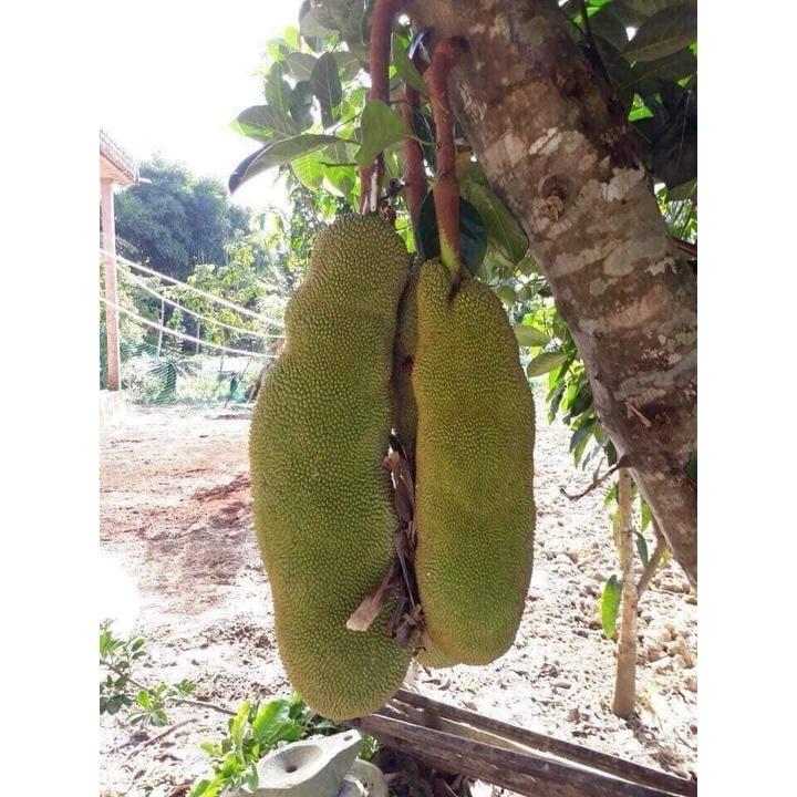 Cây giống mít malai trái dài siêu to khổng lồ 1 năm có trái