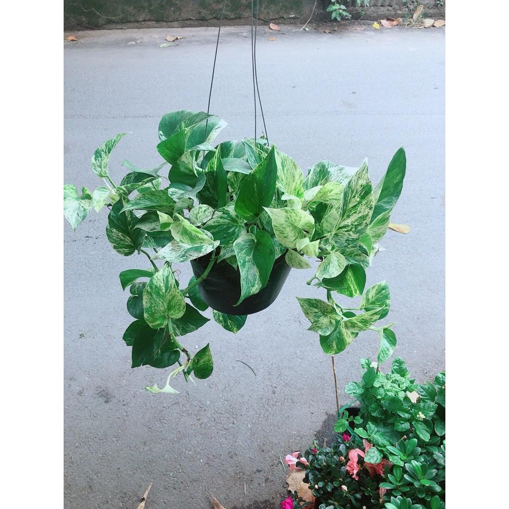 Chậu Trầu Bà Sữa Treo