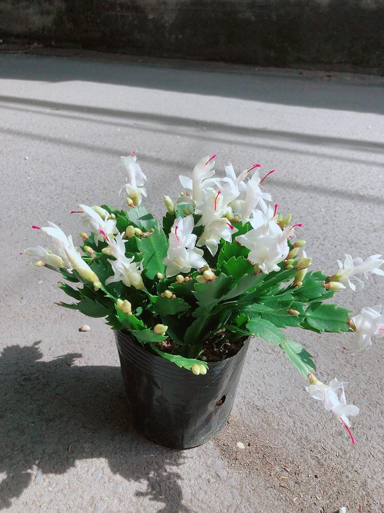 Chậu Hoa Tiểu Quỳnh Màu Trắng