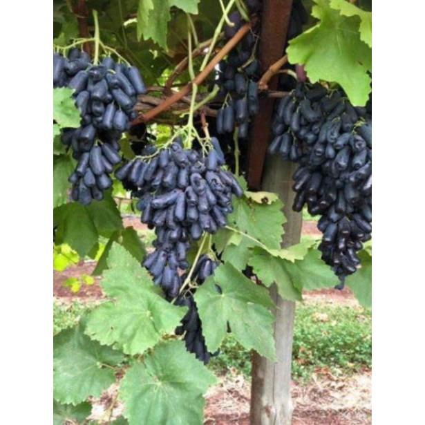 Sản phẩm NHO MÓNG TAY MĨ NỮ