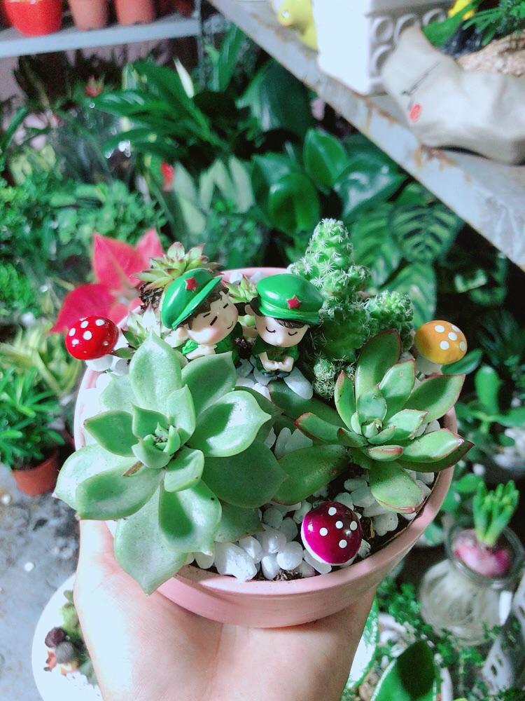 Chậu Cây Sen Đá Xương Rồng Tiểu Cảnh