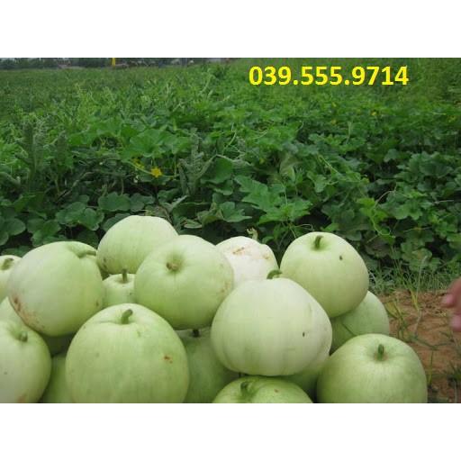 Hạt giống dưa lê F1 siêu ngọt Tân Ngân Huy – 5gam