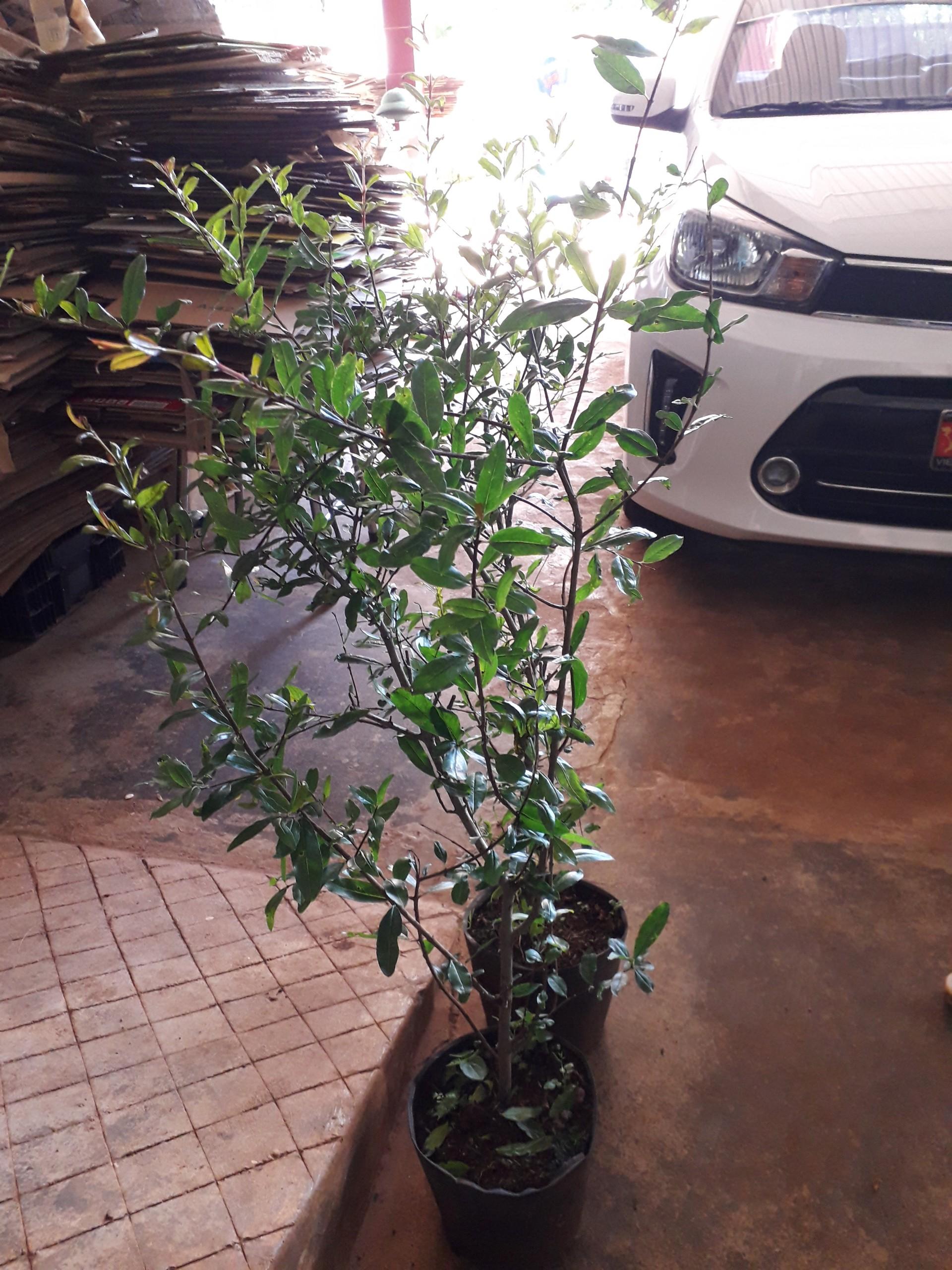 Cây giống Lựu Tím