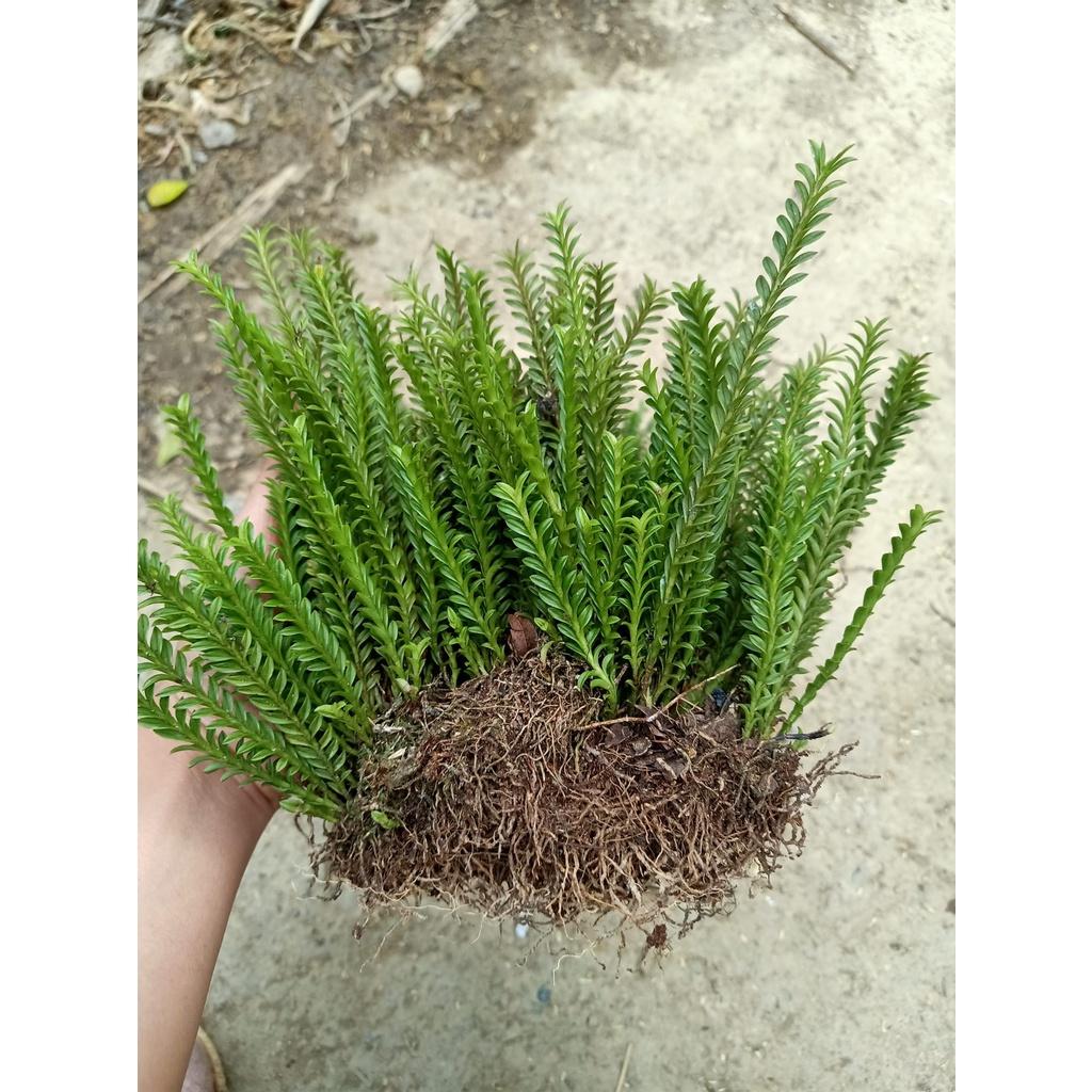 Cây lan xương cá trang trí tiểu cảnh, terrarium, bán cạn