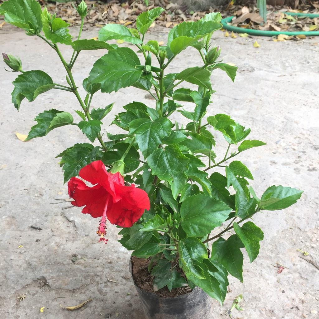 CÂY giống HOA DÂM BỤT.