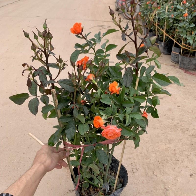 Chậu Cây hoa hồng tỉ muội cao 80cm, cây siêu hoa và nở quanh năm