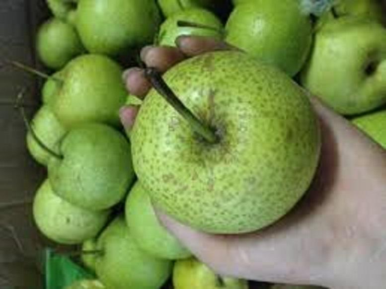 Cây giống Lê xanh