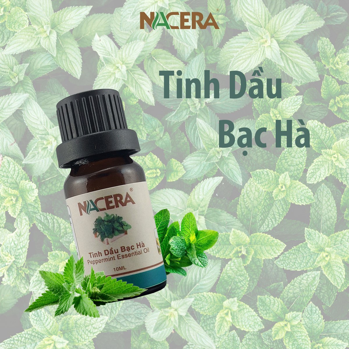 Tinh dầu Bạc Hà 10ml Giúp làm thơm phòng, kháng khuẩn, có kiểm định chất lượng