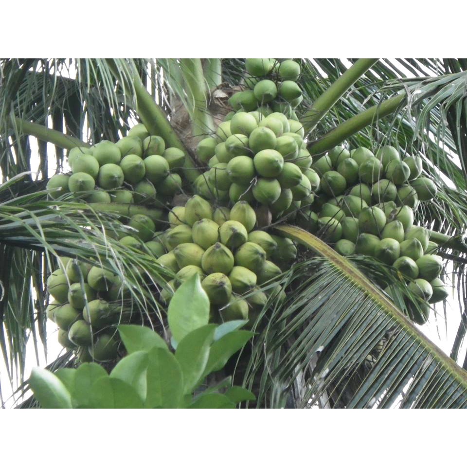 Cây giống dừa dứa
