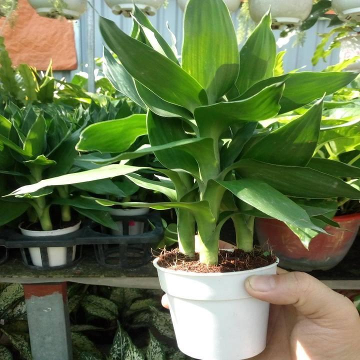 Cây phát tài cây đẹp giống chuẩn