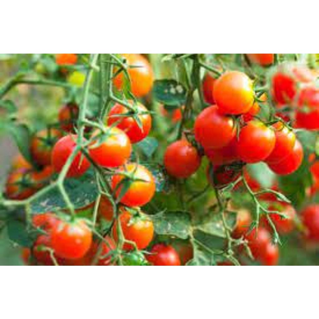 Cây giống Cà Chua Bi Siêu trái.