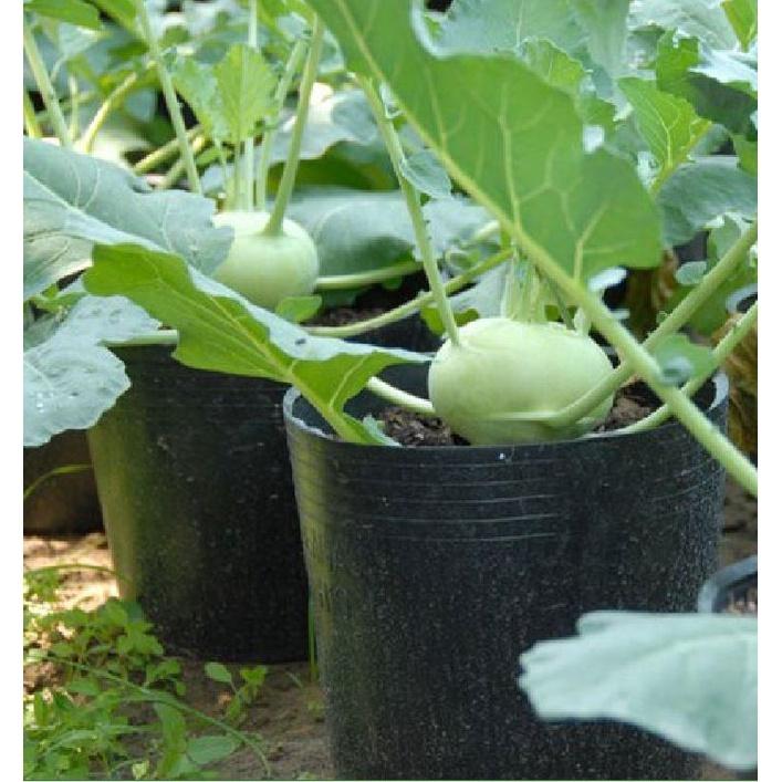 Hạt giống củ su hào xanh dể trồng -gói 20 hạt/tặng kèm gói phân bón lót