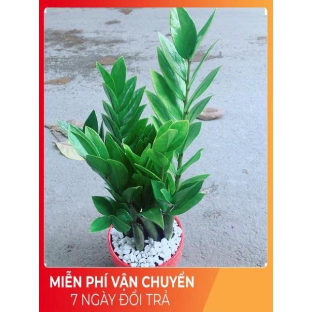 Chậu Kim Phát Tài