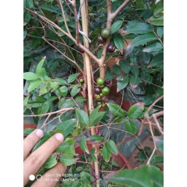 Sản phẩm NHO THÂN GỖ