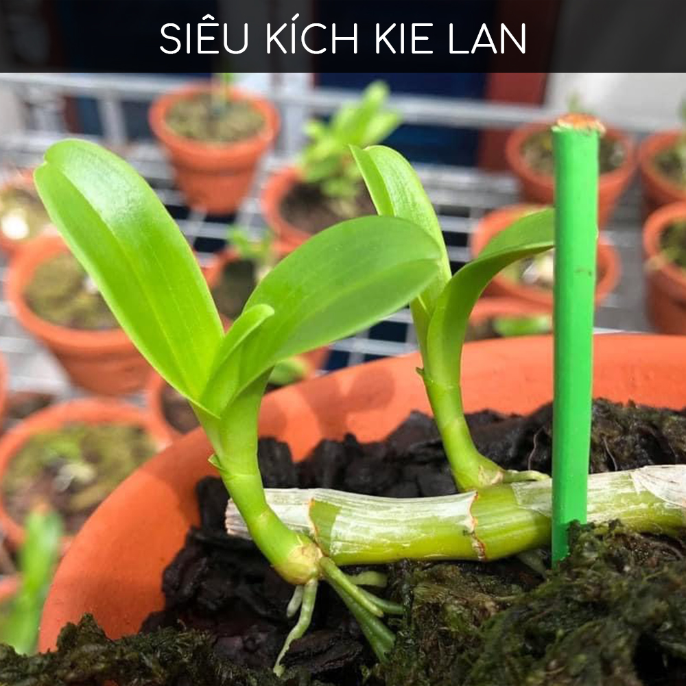 Phân bón kích Kei, thân mầm lá cho hoa Lan BioGrow, chuyên biệt cho phong lan, giúp dưỡng thân mầm lá xanh tươi, kích kie phi điệp, giúp mầm ra nhanh, nuôi kie mập khoẻ, hàng chính hãng, thương hiệu Docneem