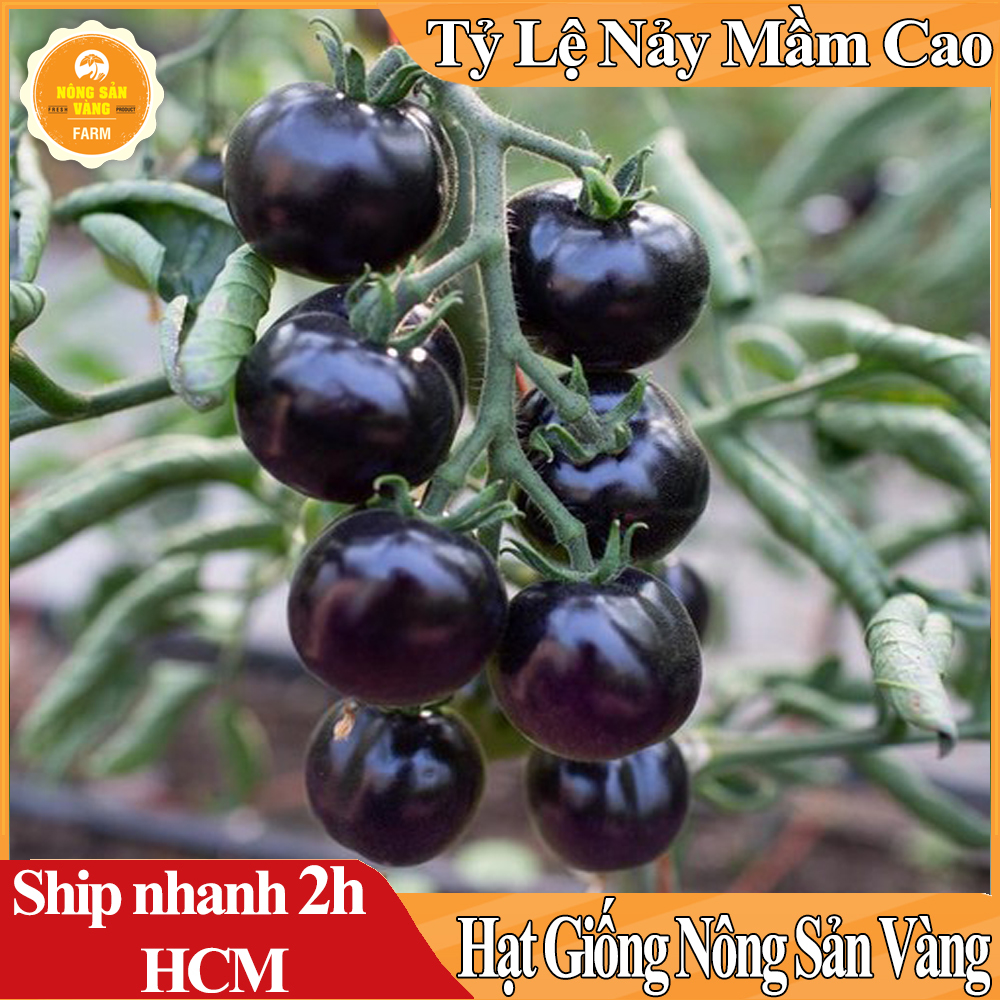 Hạt giống Cà Chua Bi Đen Giá Trị Dinh Dưỡng Cao, Dễ Trồng, Được Nhiều Người Ưa Chuộng - Nông Sản Vàng