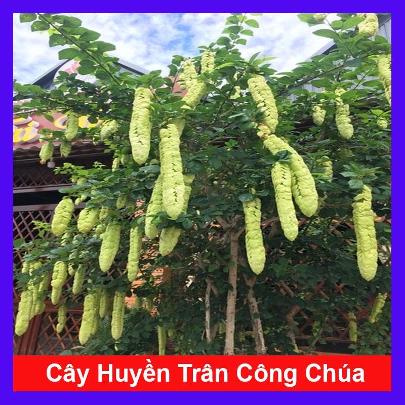 Cây Huyền Trân Công Chúa - cây cảnh đẹp + tặng phân bón cho cây mau lớn