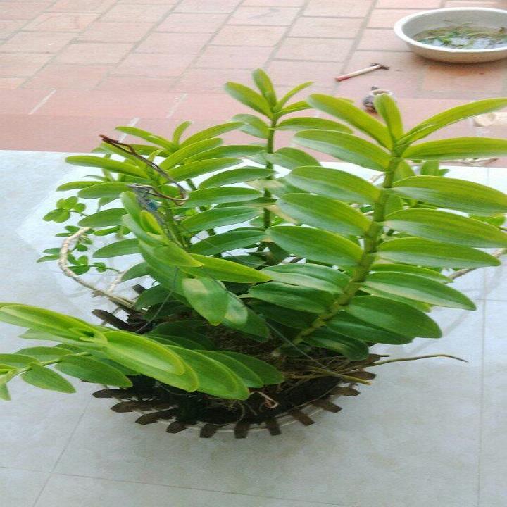 Phi điệp đột biến TUYẾT NGỌC