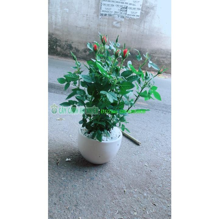 Chậu Cây Hoa Hồng