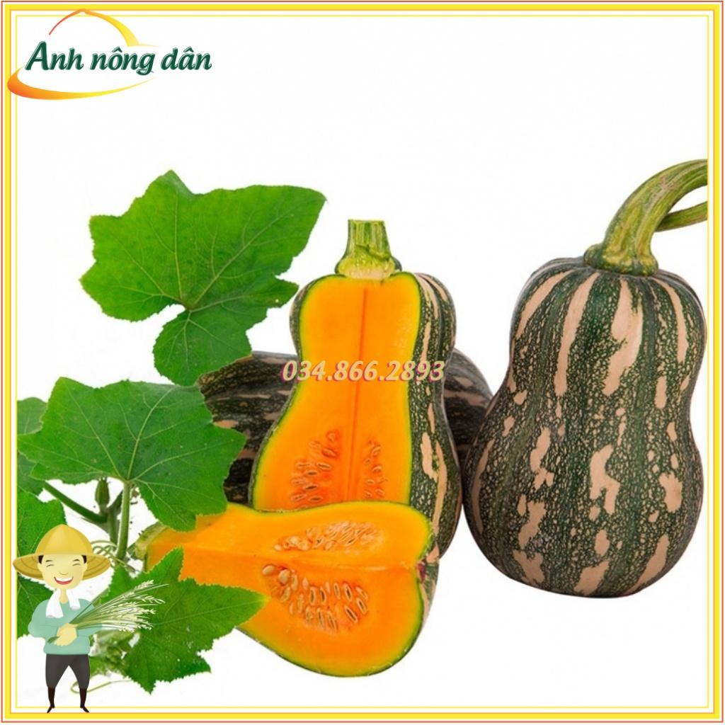 Gói 0,2g Hạt giống bí ngô hạt đậu F1 cao sản nảy mầm tốt, năng suất cao - Anh nông dân chính hiệu