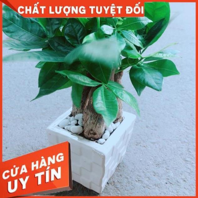 Chậu Kim Ngân 3 Thân