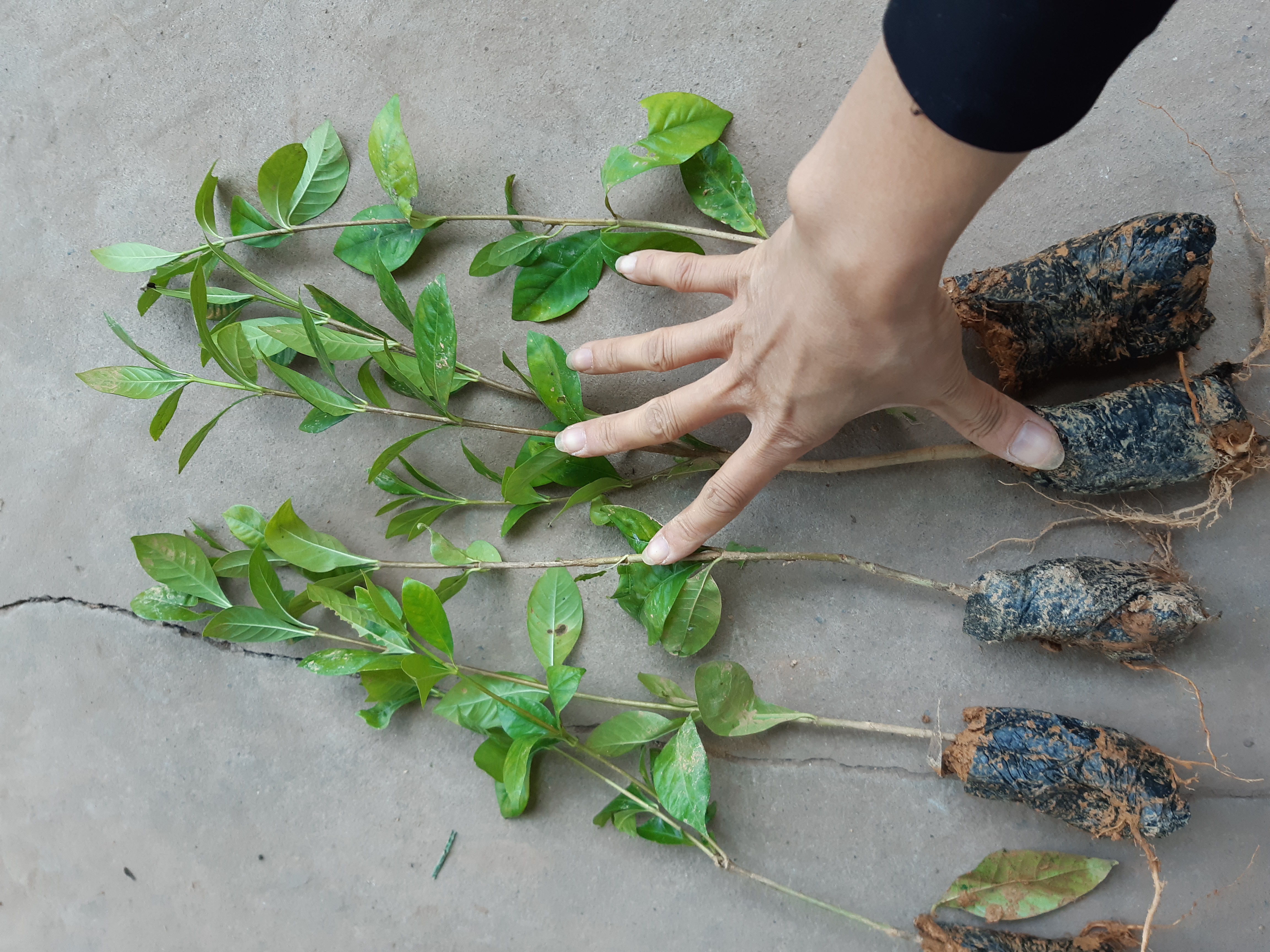 cây dành dành(cây bạch thiên hương)