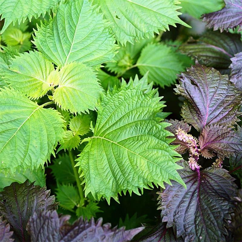 Hạt giống tía tô Nhật SHISO113 gói 0,5gr