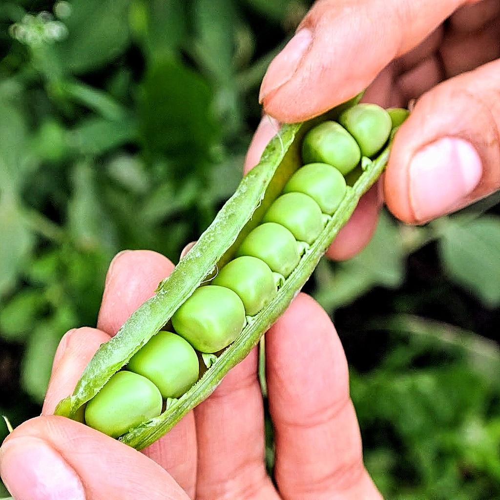 Hạt giống Đậu Hà Lan lấy hạt Rado 681 gói 50gr