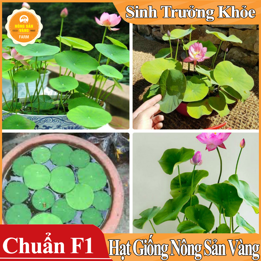 Hạt giống Hoa Sen Mini Nhật ( Màu Ngẫu Nhiên )