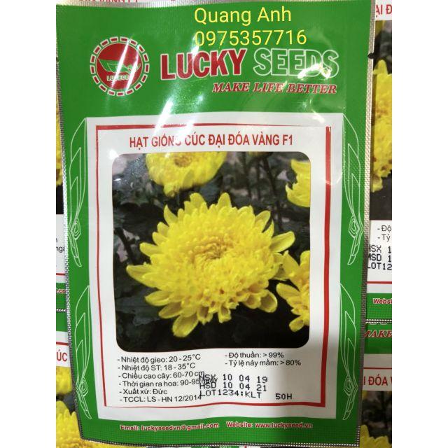 HẠT GIỐNG HOA CÚC ĐẠI ĐOÁ VÀNG F1