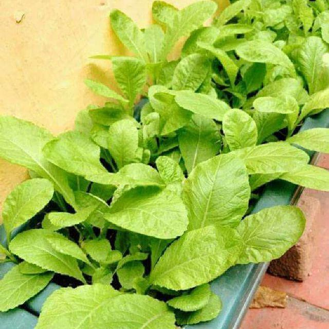 Hạt giống cải mơ đăm chân lùn 20gr