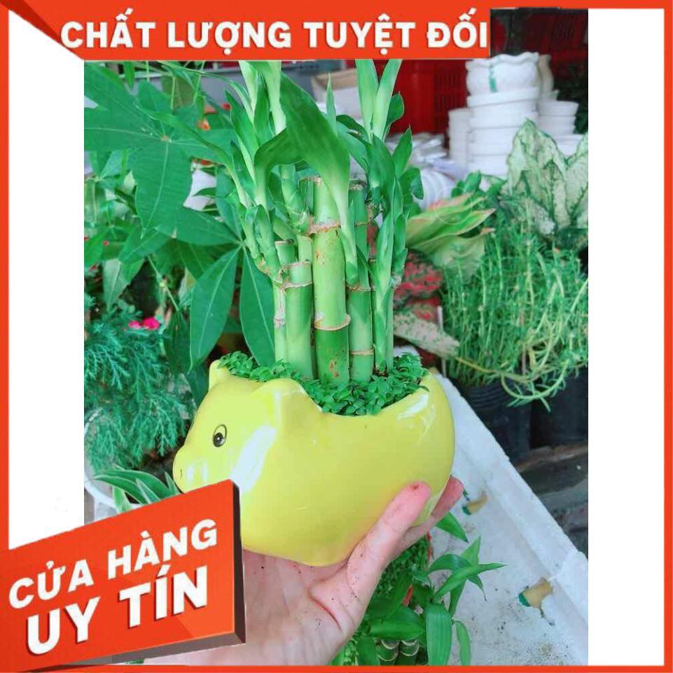 Chậu trúc phát tài  Nhiều Người Mua