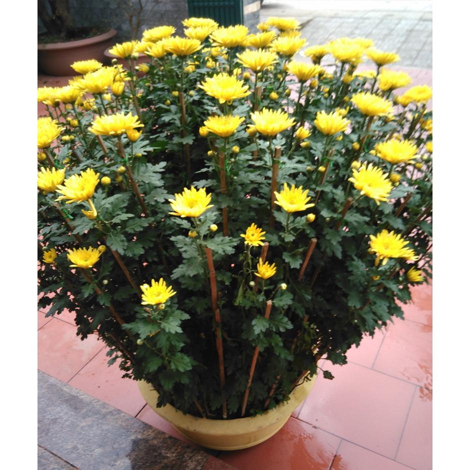 Hạt Giống Hoa Cúc Vàng Đại Đóa -