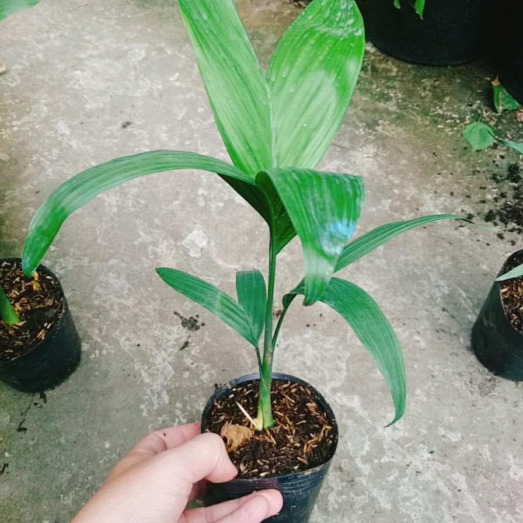 Cây Cau Hawai - cây cảnh trong nhà