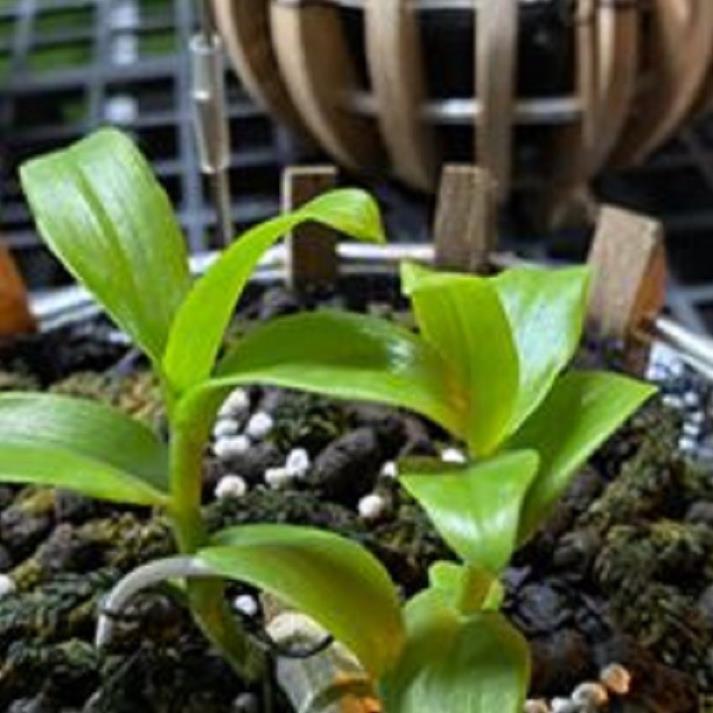 Sản Phẩm Hoa lan - trầm rừng myamar
