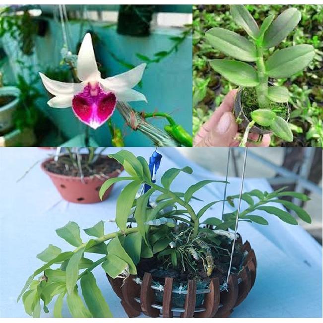 LAN ĐỘT BIẾN - Phi điệp ĐỘT BIẾN 5 cánh trắng VÕ TÒNG - Hàng var