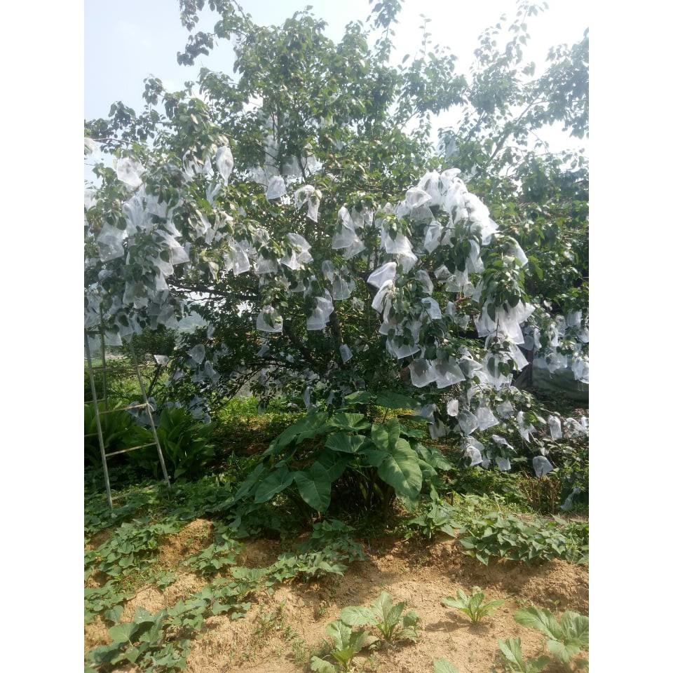 100 CÁI TÚI DÙNG ĐỂ BỌC ỔI ,NA,LÊ,LỰU,BƠ,CAM ,THANH LONG...