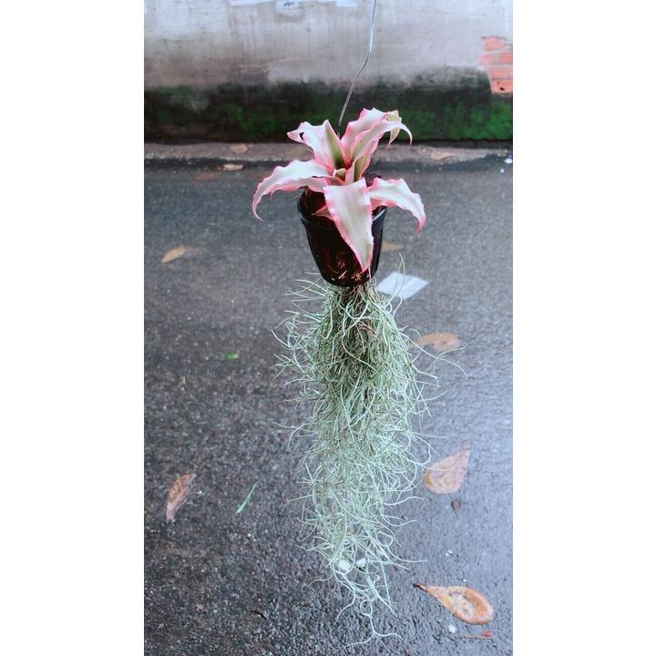 Cây Dứa Đuôi Phụng Kiểng
