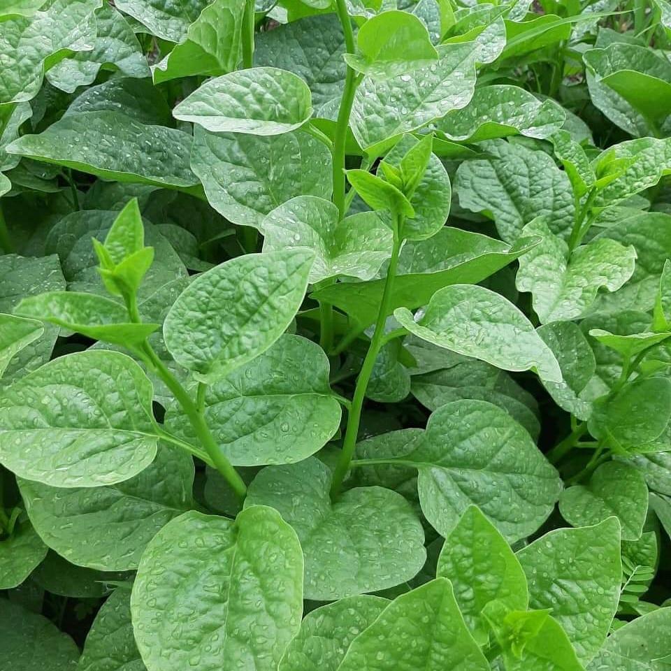 Combo hạt giống_3 loại rau ăn lá