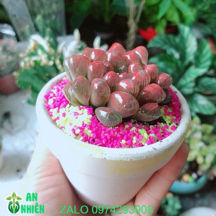 Chậu Cây Kim Cương Copi Màu Đỏ