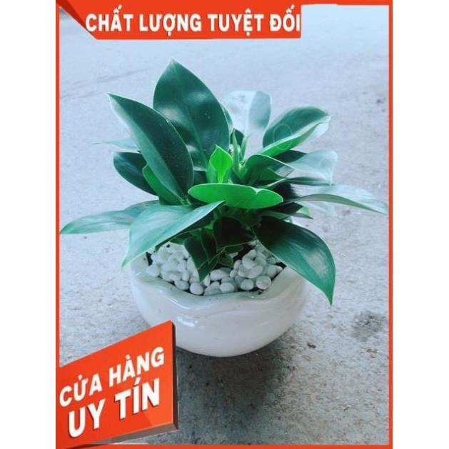 Chậu Trầu Bà Đế Vương