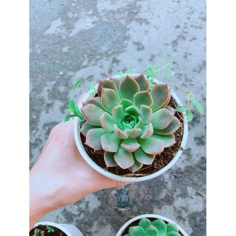Chậu Sen Đá Hoa Hồng Đen Bán Chạy