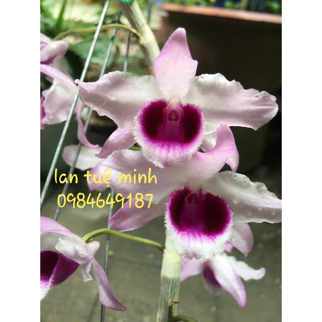 KÍCH HOA THÁI NGUYÊN CHAI